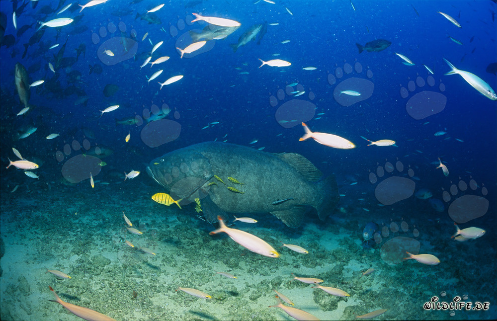 Fascinante cernia gigante allo Shark Reef alle Figi