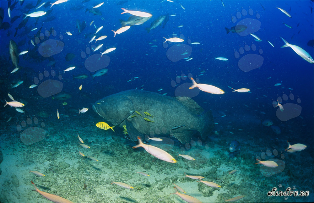Géant mérou fascinant au Shark Reef aux Fidji