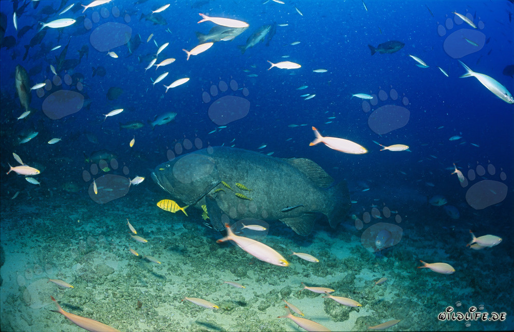 Fascinating Giant Grouper at Shark Reef in Fiji