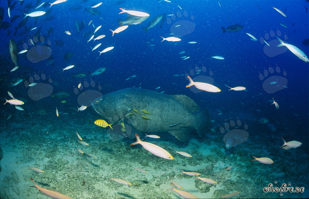 Fascinante mero gigante en Shark Reef en Fiji