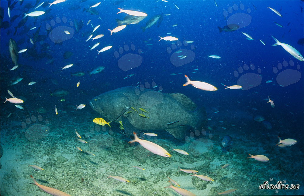 Faszinierender Riesenzackenbarsch am Shark Reef in Fiji