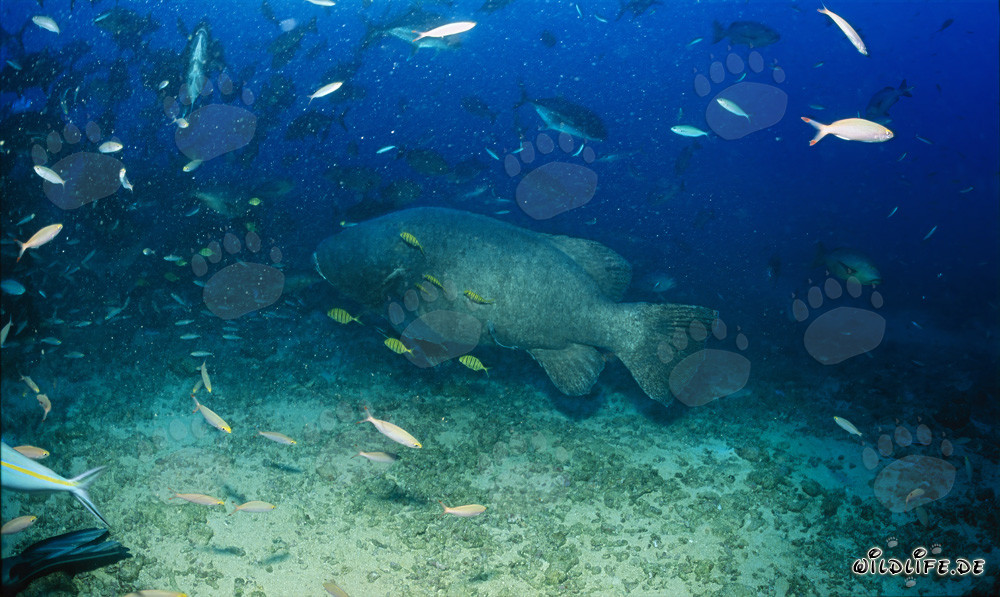 Majestic giant grouper swimming above the coral reef