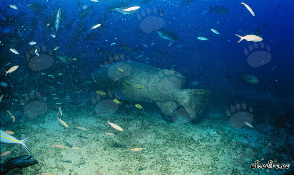 Majestuoso mero gigante nada sobre el arrecife de coral