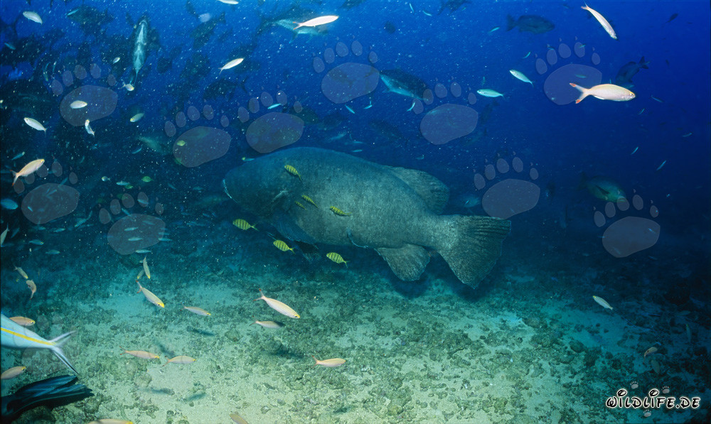Majestueux mérou géant nage au-dessus du récif de corail