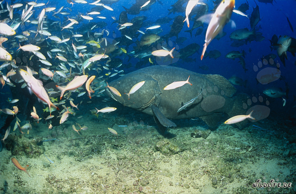Cernia gigante in mezzo a uno stupefacente banco di pesci
