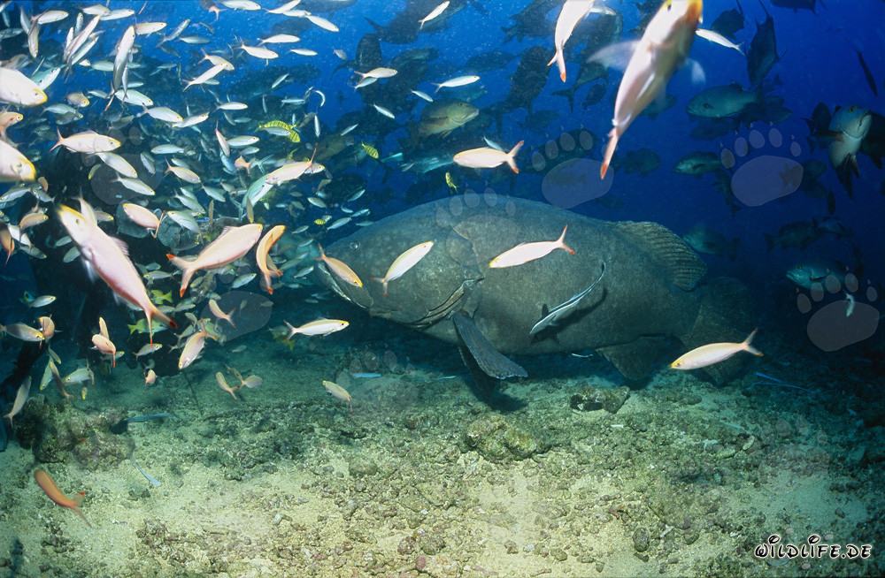 Giant grouper in the stunning school of fish