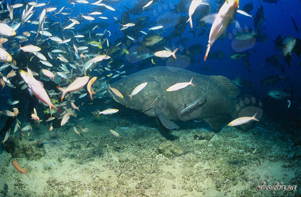 Mero gigante en medio de un impresionante banco de peces