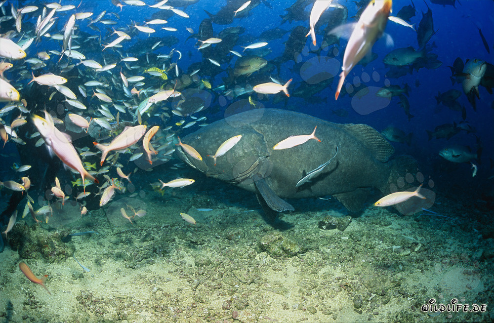 Mérou géant au sein d'un banc de poissons époustouflant