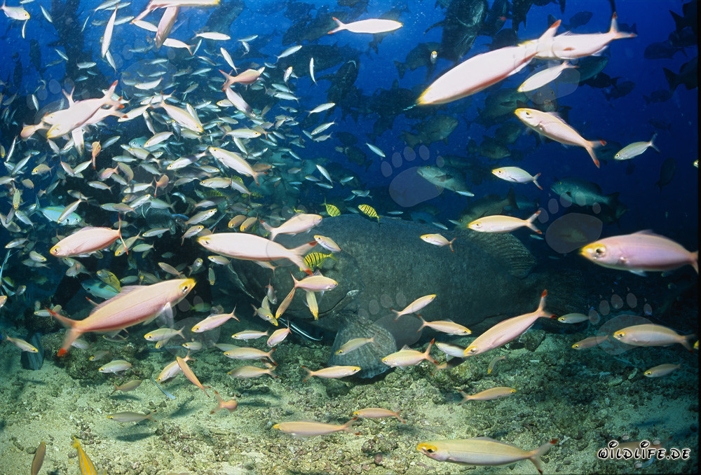 Giant Grouper Surrounded by Fish