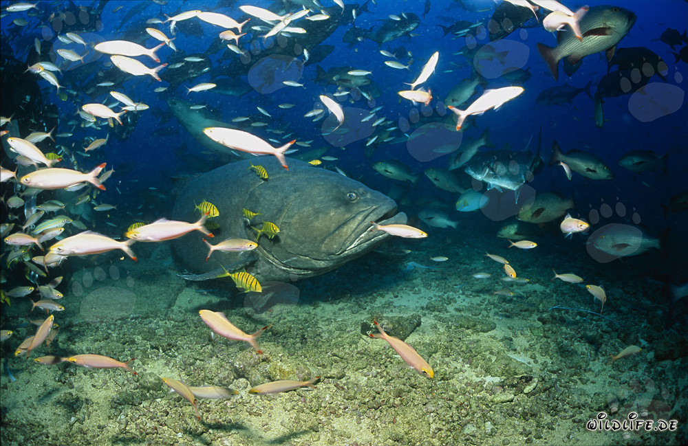 Cernia gigante circondata da uno sciame di pesci nelle acque di Fiji
