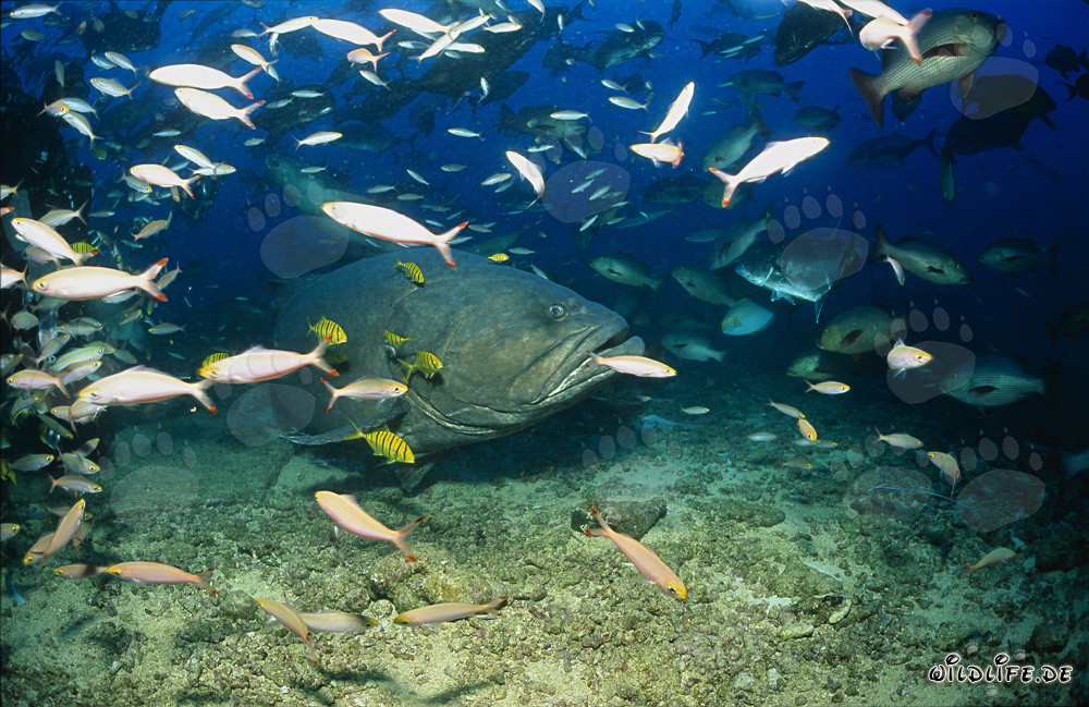 Mero gigante rodeado de un banco de peces en las aguas de Fiji