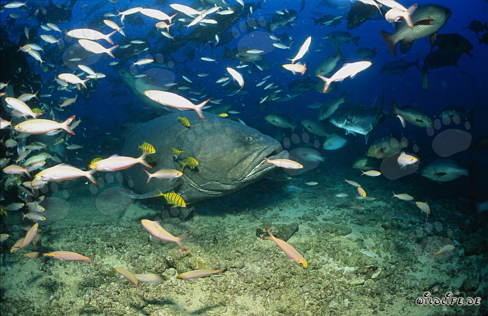 Riesenzackenbarsch umgeben von Fischschwarm in den Gewässern von Fiji