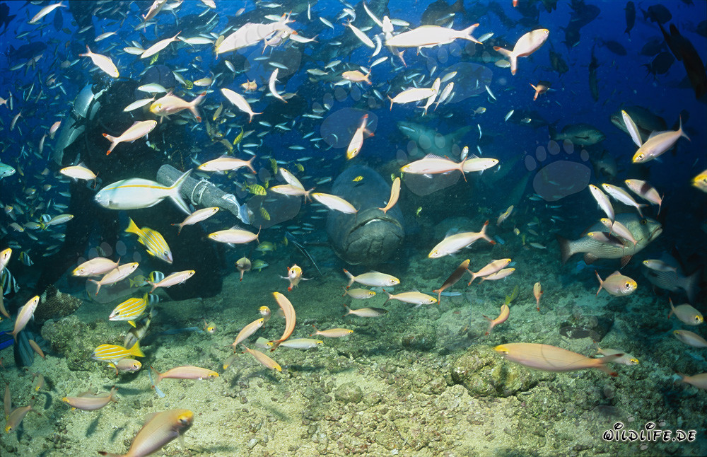 Giant Grouper, Diver, and School of Fish
