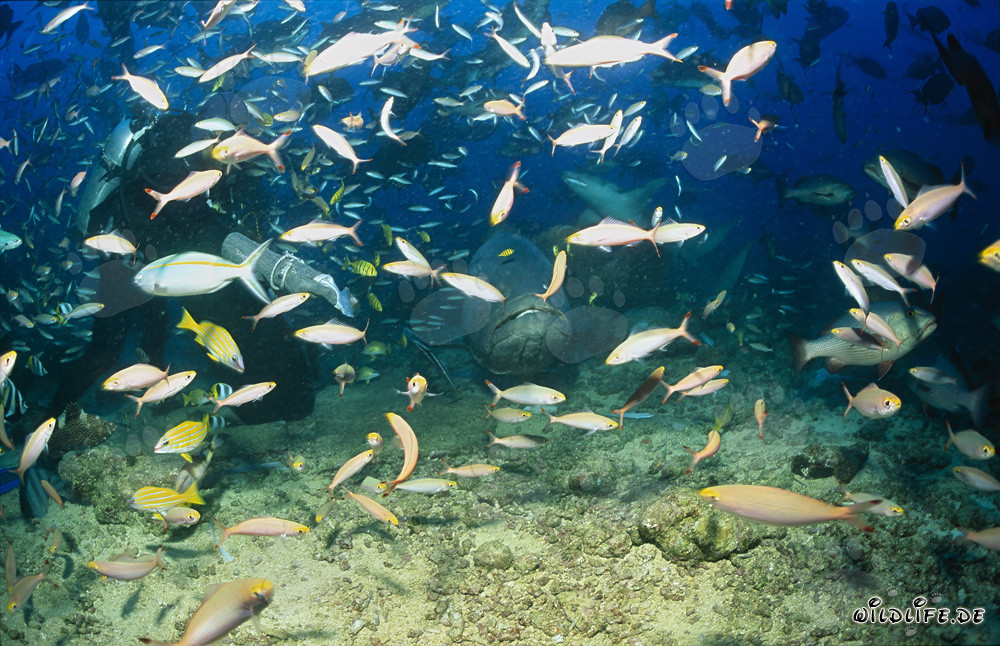 Mérou géant, plongeur et banc de poissons
