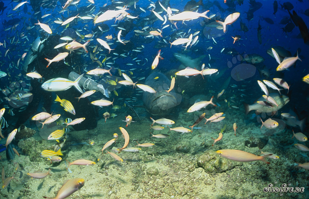 Riesenzackenbarsch, Taucher und Fischschwarm