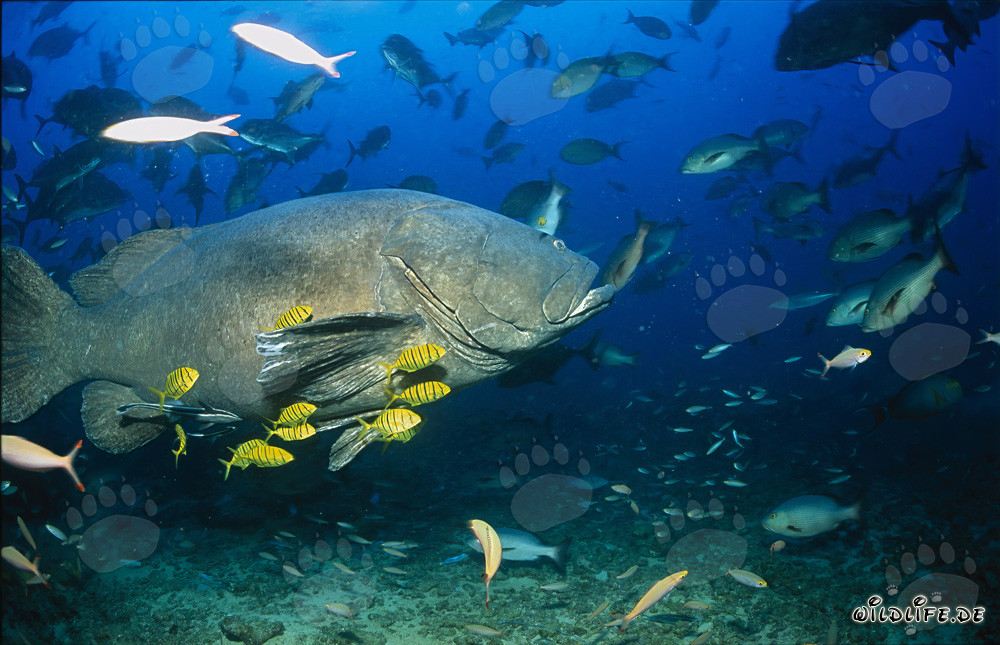 Fascinante cernia gigante e il giovane pesce pilota nero e dorato