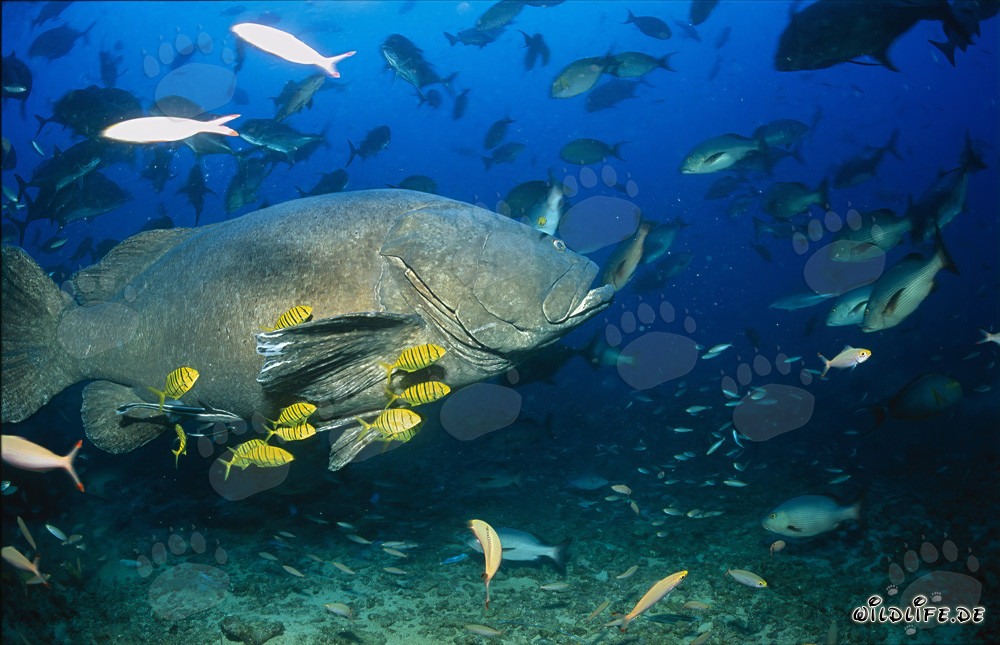 Fascinating Giant Grouper and Juvenile Brindle Bass