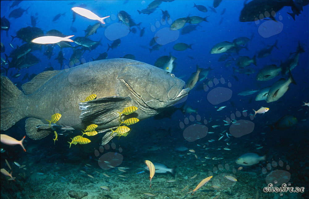 Mero gigante fascinante y la carángida piloto negra y dorada juvenil