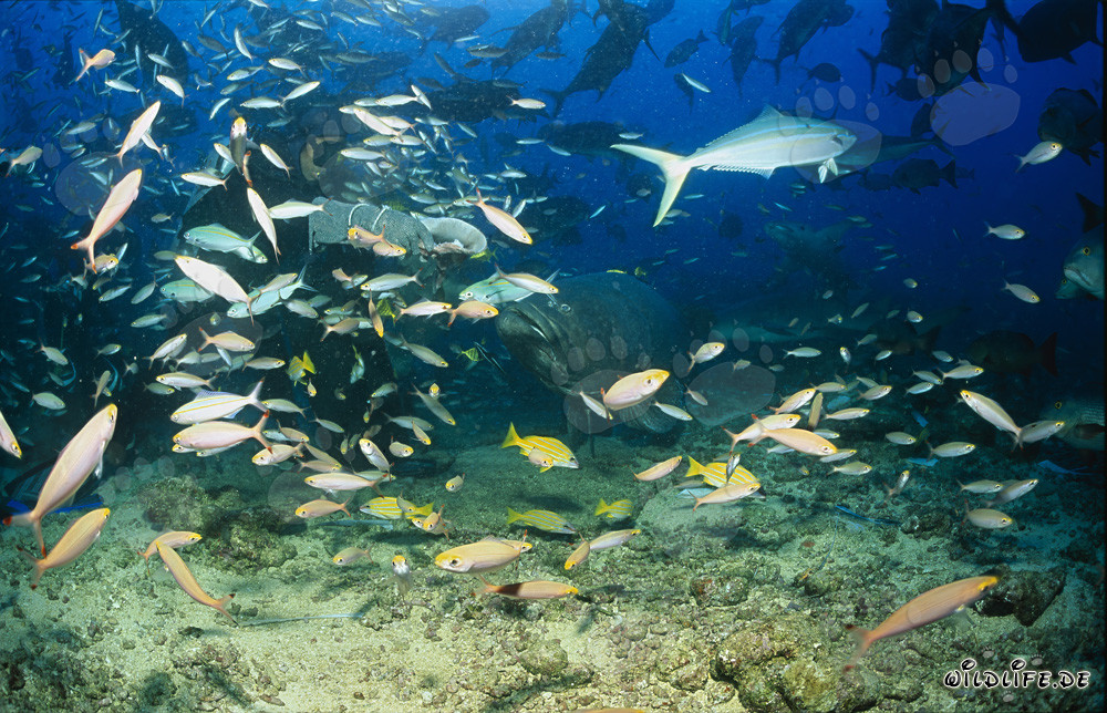 Giant grouper boldly approaches a diver