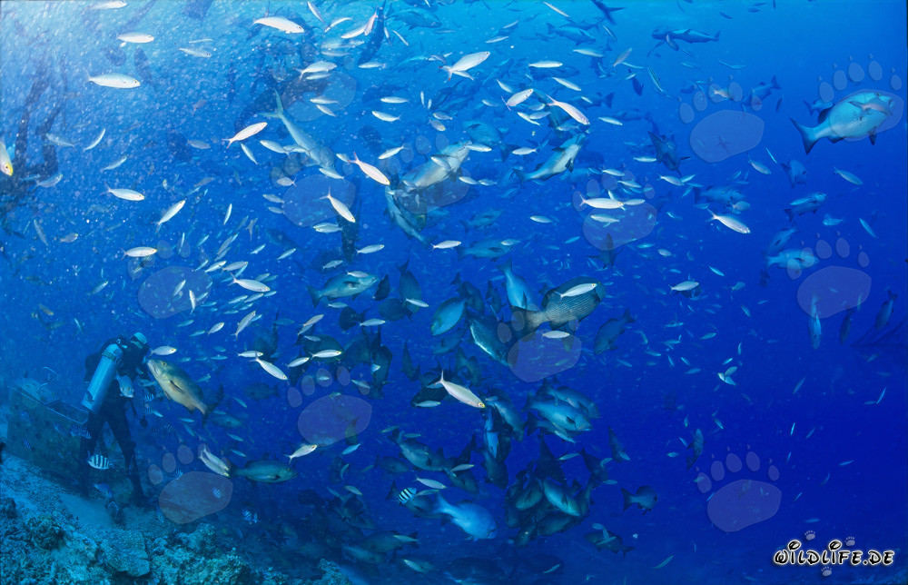 Colorful coral fish surrounding a diver at Shark Reef in Fiji