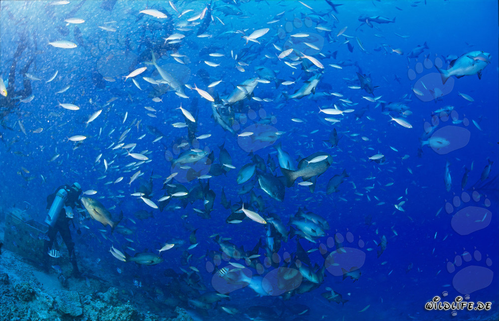 Bunte Korallenfische umgeben Taucher am Shark Reef in Fiji