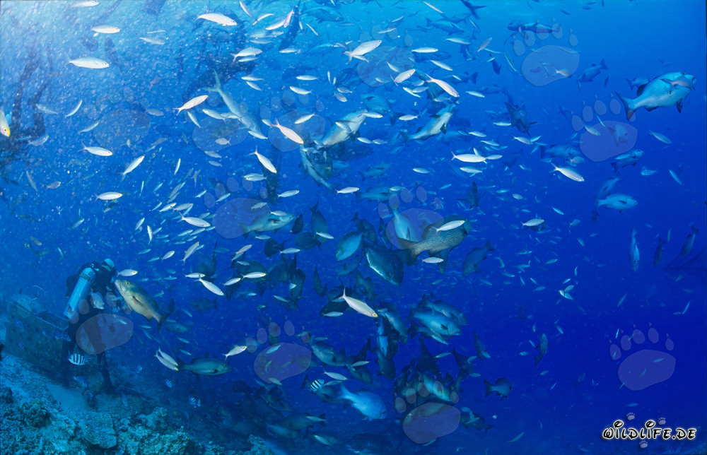 Peces de colores rodean a los buceadores en Shark Reef en Fiji