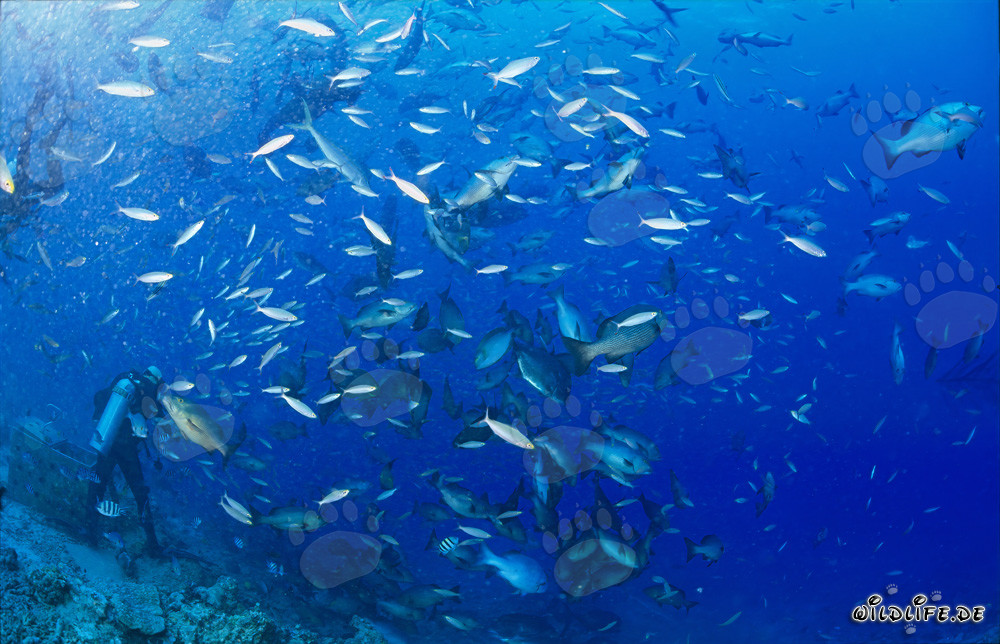 Pesci corallini colorati circondano i subacquei allo Shark Reef alle Figi