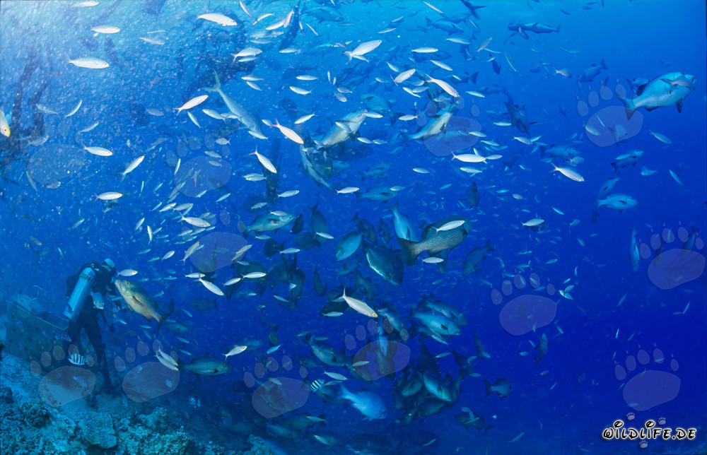 Poissons coralliens colorés entourant les plongeurs au Shark Reef aux Fidji