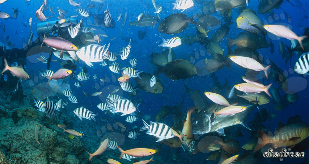 Paraíso submarino colorido: Buceadores y peces exóticos en el arrecife de coral
