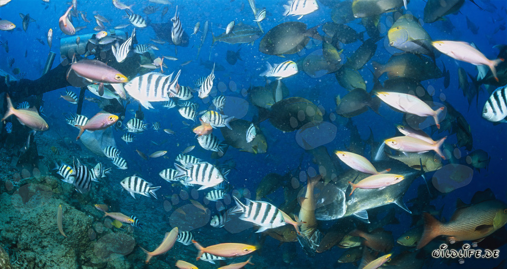 Colorful Underwater Paradise: Divers and Exotic Fish at the Coral Reef
