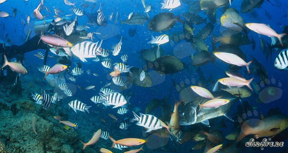 Paradiso subacqueo colorato: Subacquei e pesci esotici sulla barriera corallina