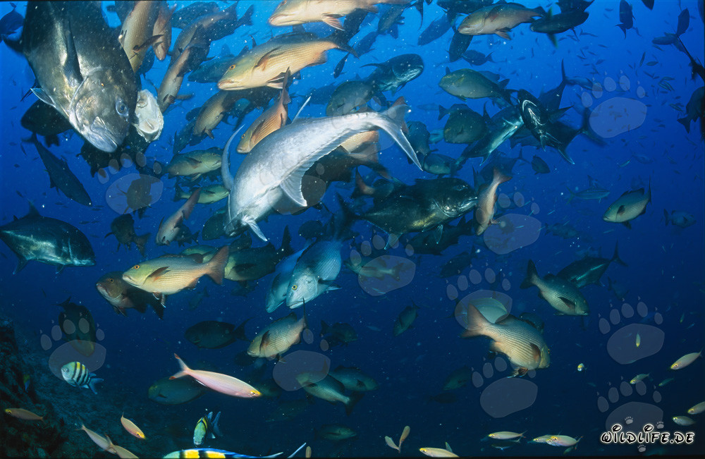 Carangue à grosse tête et autres poissons dans les eaux des Fidji