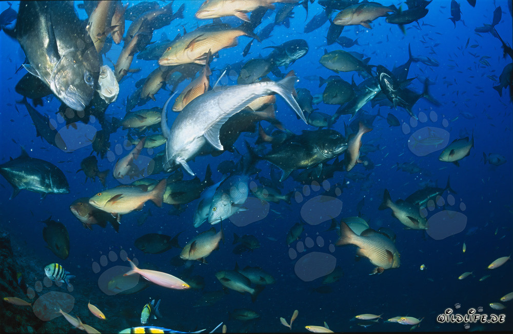 Carangue de cabeza grande y otros peces en las aguas de Fiji