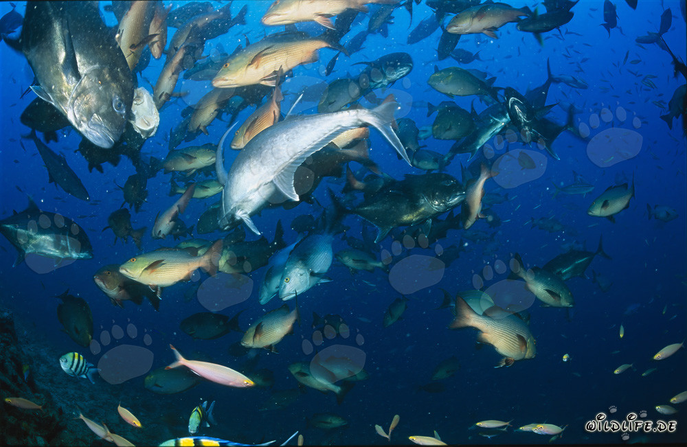 Kampfstarker Dickkopf-Makrele und andere Fische in den Gewässern von Fiji