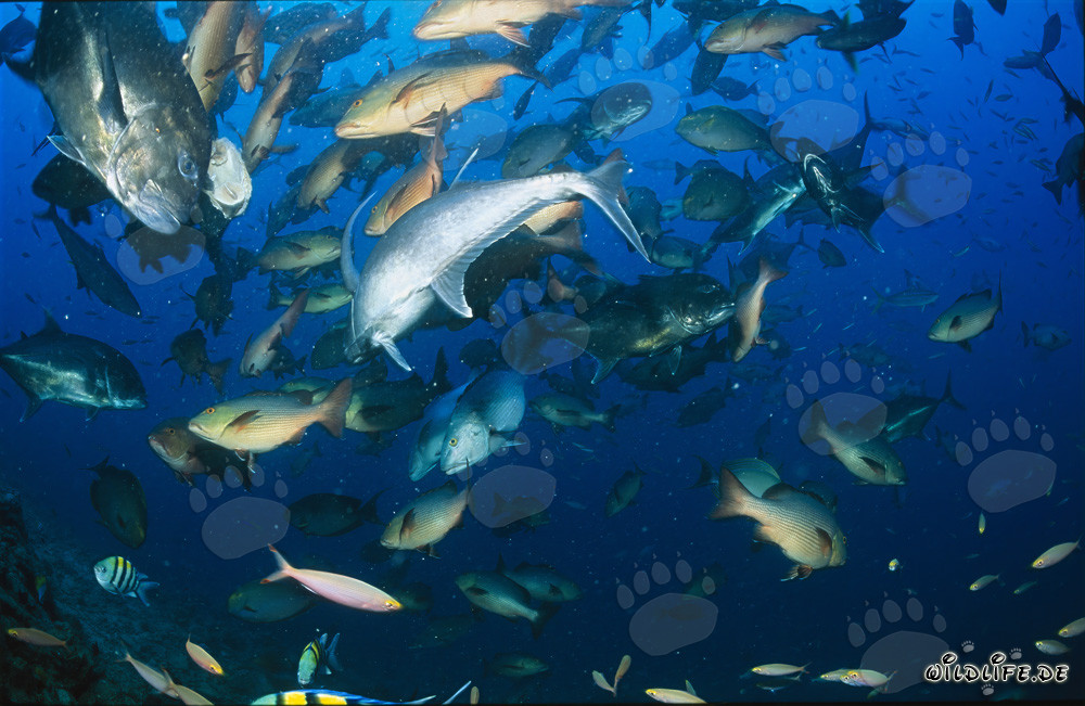 Powerful Giant Trevally and other fish in the waters of Fiji