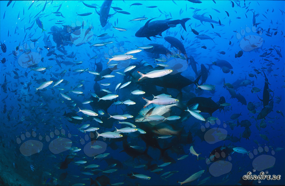 Fascinante diversidad de peces en las aguas de Beqa Lagoon, Fiji