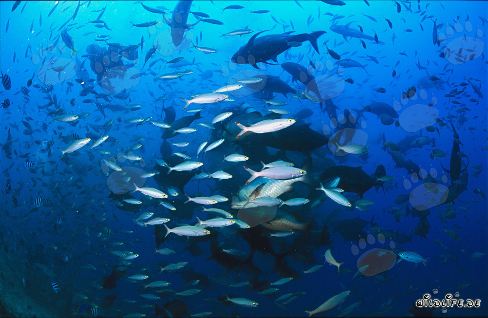 Affascinante diversità di pesci nelle acque di Beqa Lagoon, Fiji