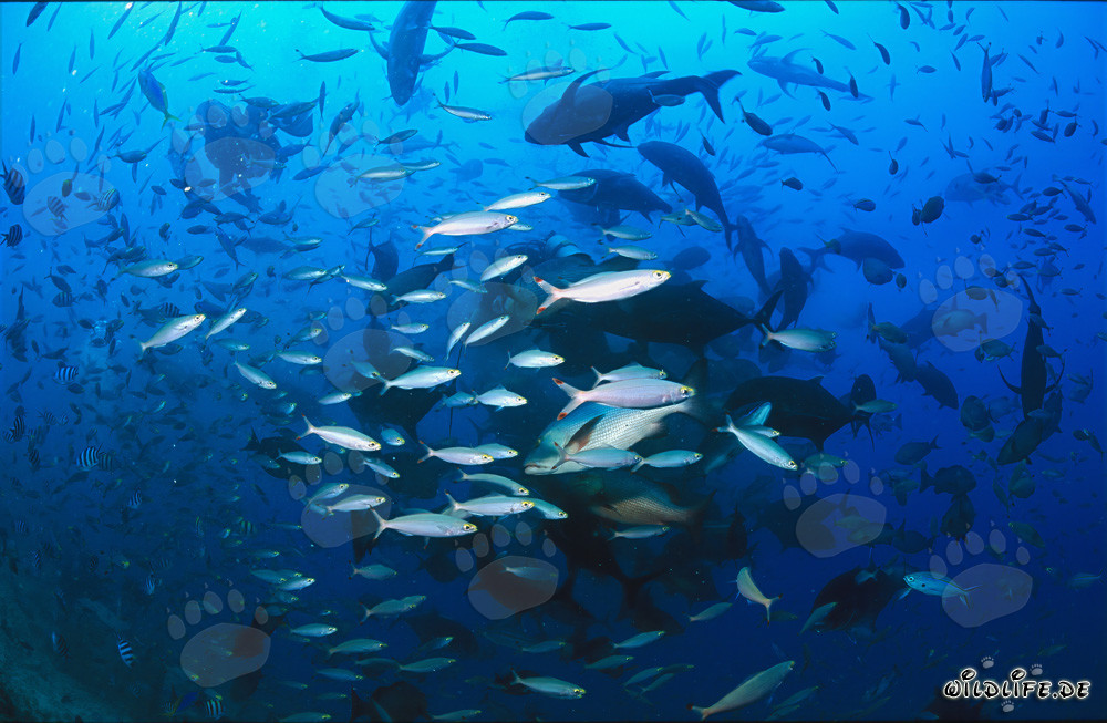 Fascinante diversité de poissons dans les eaux de Beqa Lagoon, Fidji