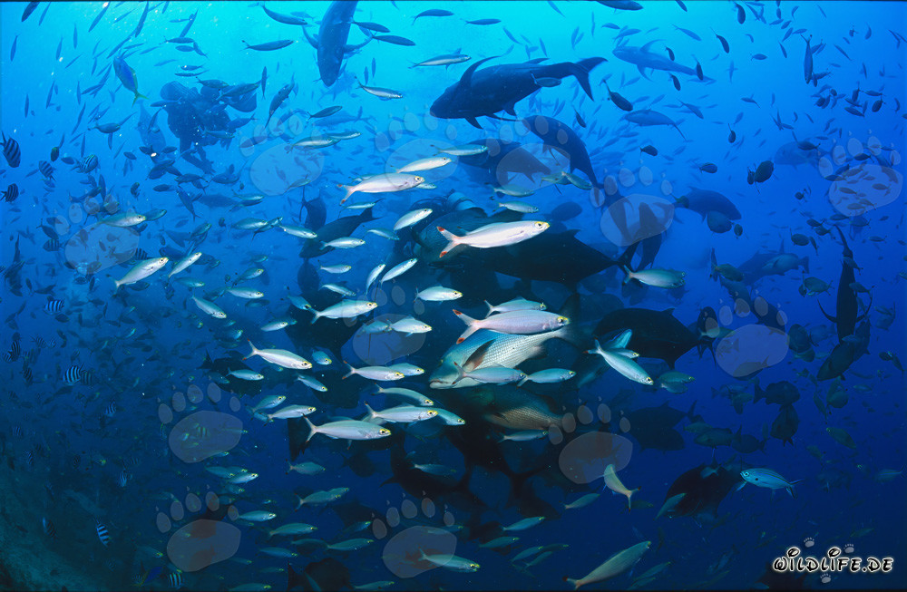 Faszinierende Fischvielfalt in den Gewässern von Beqa Lagoon, Fiji