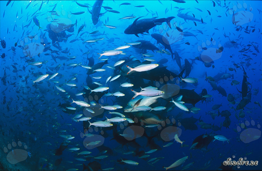 Fascinating Variety of Fish in the Waters of Beqa Lagoon, Fiji