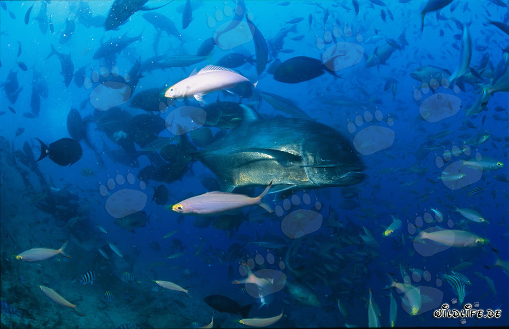 Incontro con un carango gigante nella barriera corallina