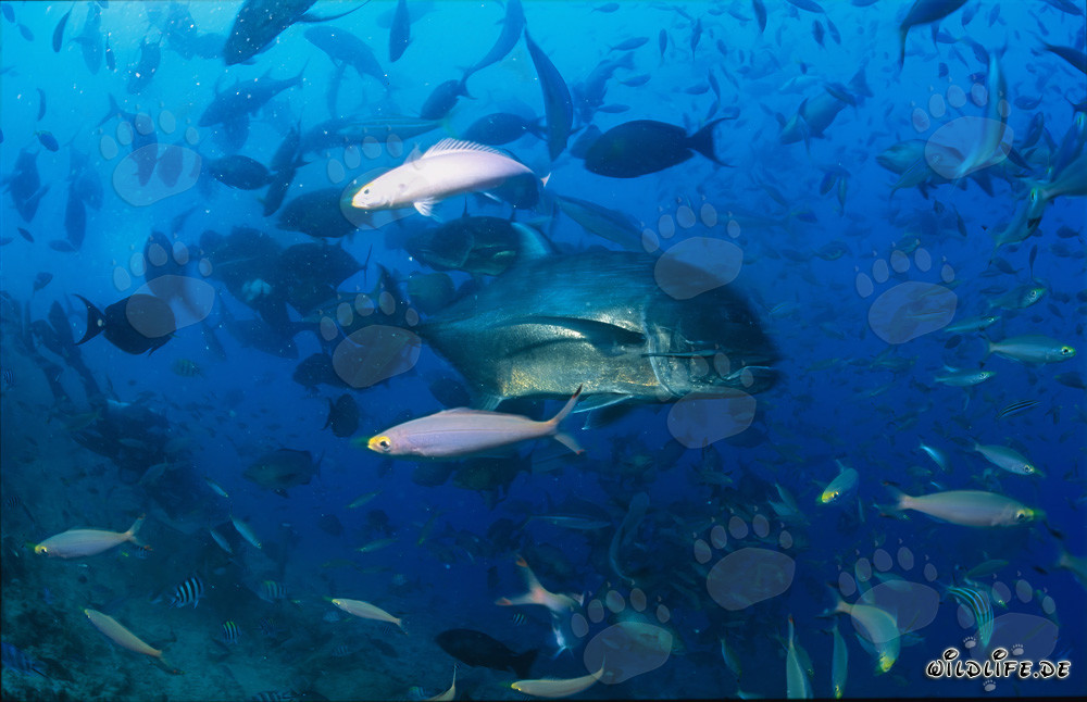 Rencontre avec une carangue géante dans le récif corallien