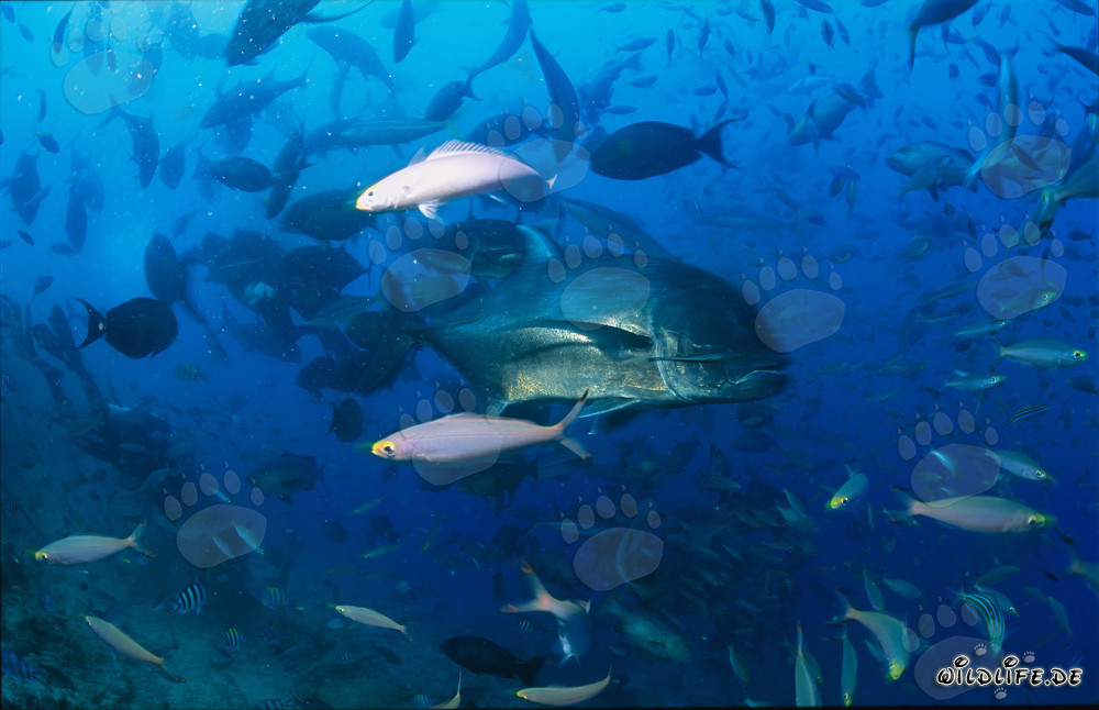 Faszinierende Begegnung mit einer Dickkopf-Makrele im Korallenriff von Beqa Lagoon