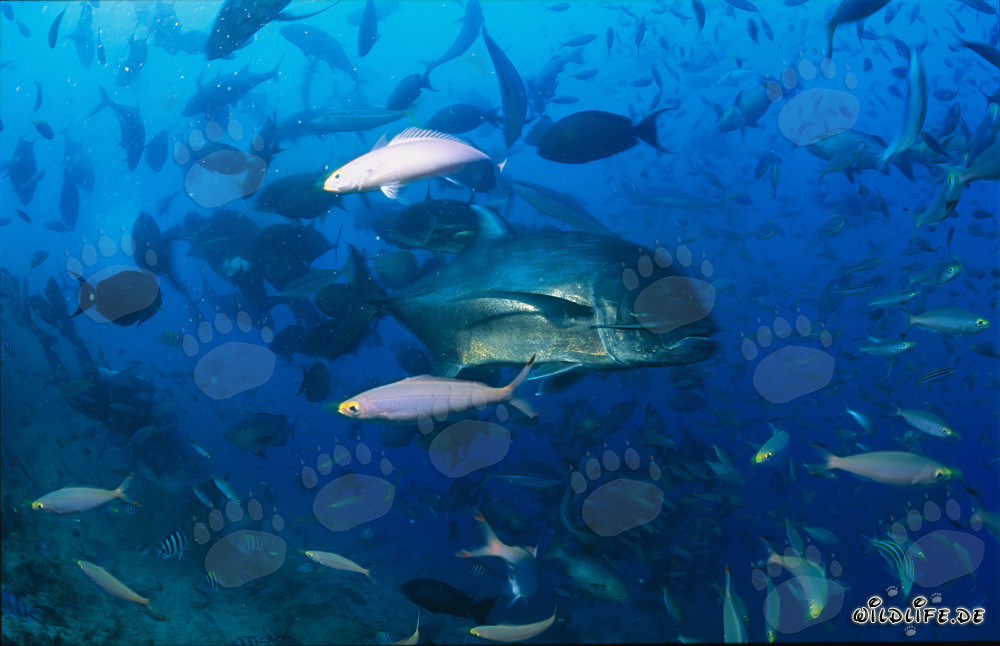 Encuentro con un jurel gigante en el arrecife de coral