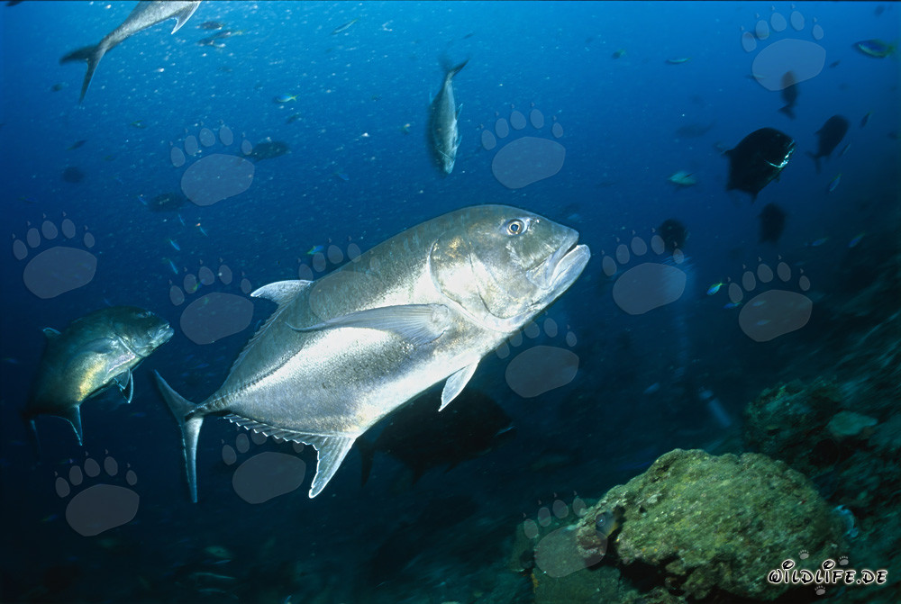 Carango gigante (Caranx ignobilis)