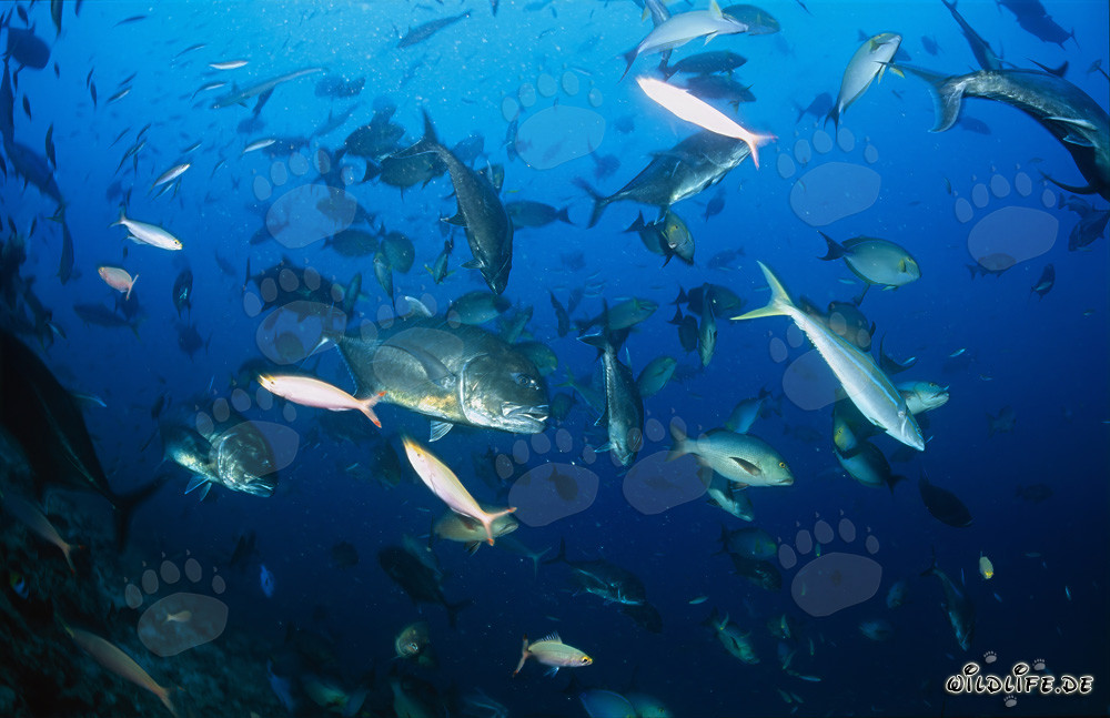Carangido de cabeza grande y otras especies imponentes del Shark Reef