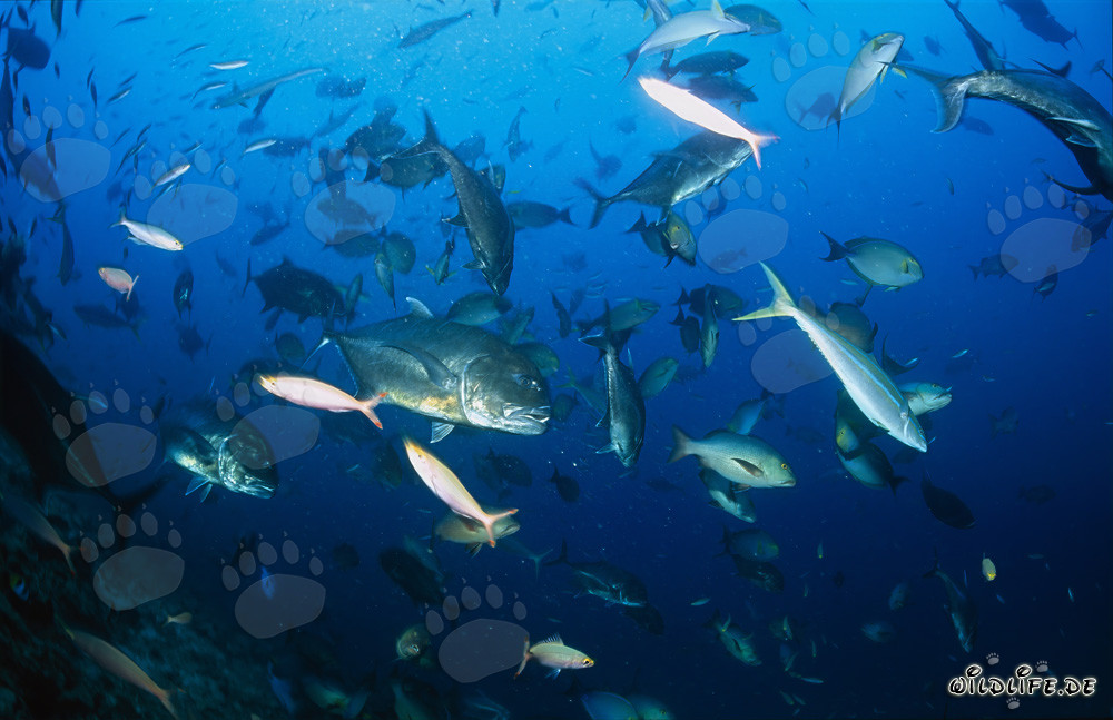 Carangue à grosse tête et autres espèces imposantes du Shark Reef