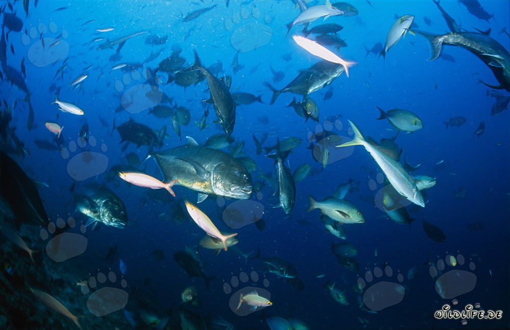 Dickkopf-Makrele und andere imposante Fischarten des Shark Reef