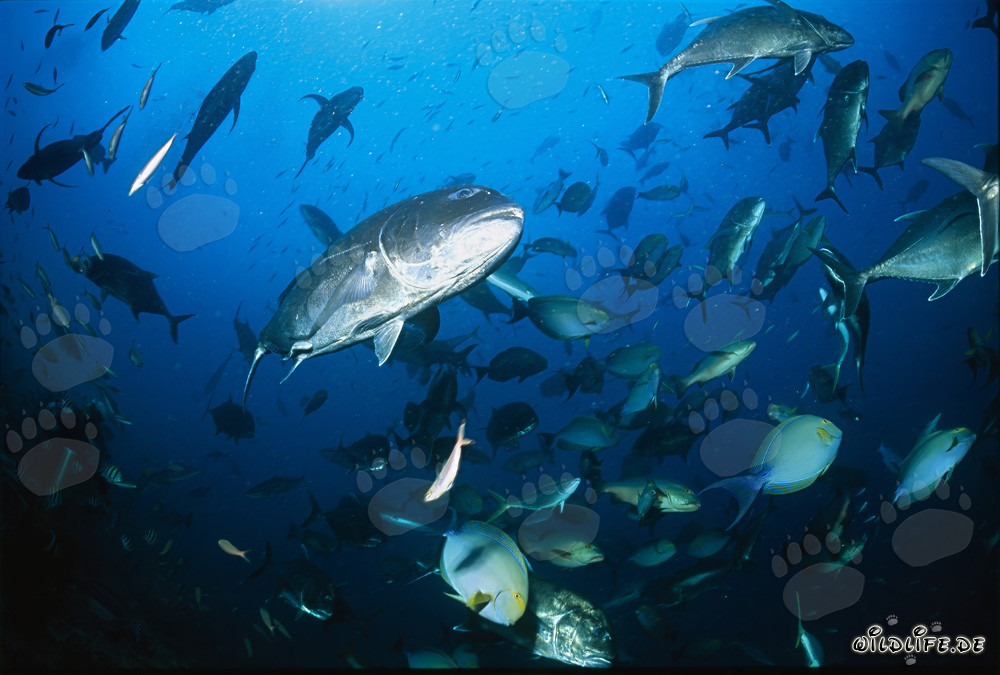 Mondo subacqueo affascinante: Carango gigante e altre specie di pesci della barriera corallina