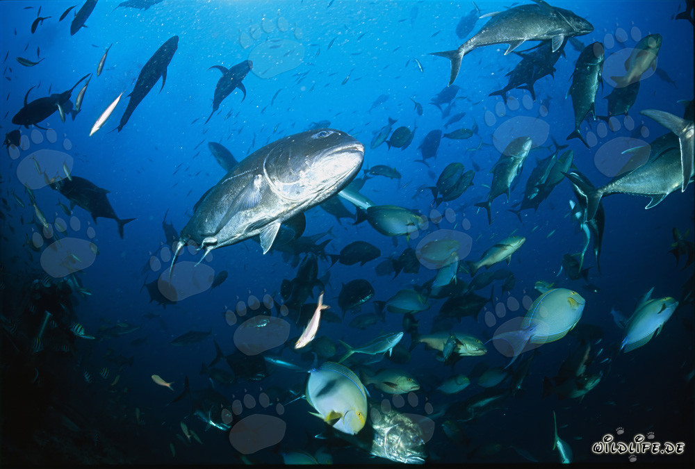 Mundo submarino fascinante: Caranx gigante y otras especies de peces del arrecife